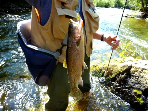 Cut Throat Trout on fishing tour
